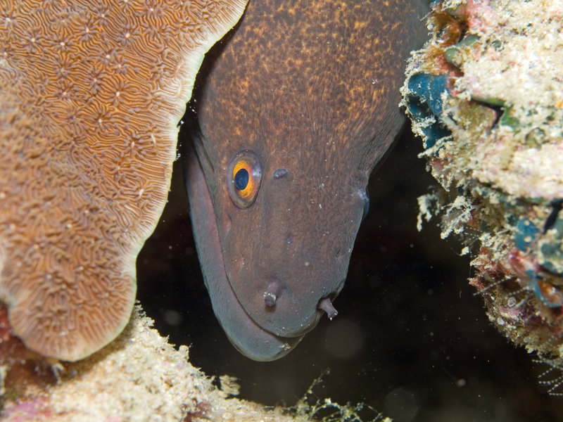Moray eel, Ko Bida